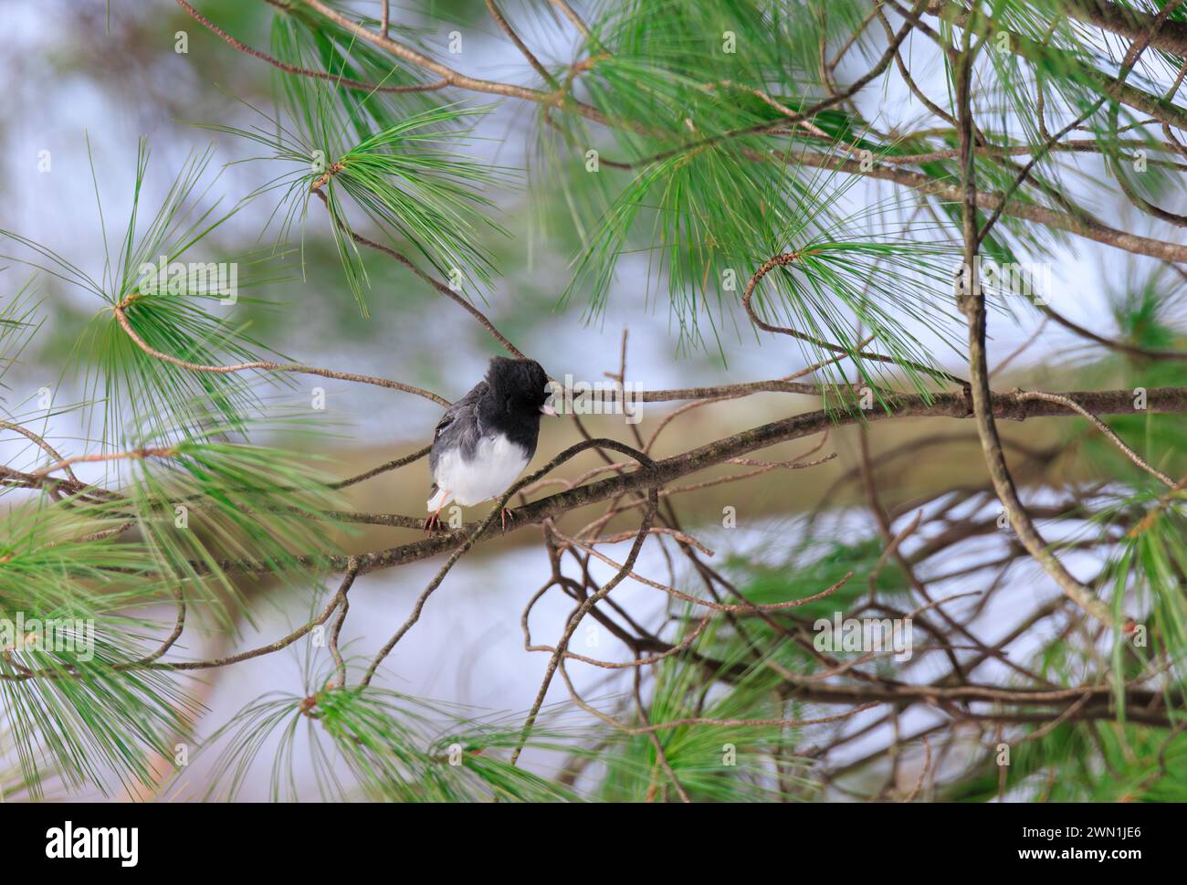 Dark-Eyed Junco perché dans un arbre à feuilles persistantes au plumage noir et blanc Banque D'Images