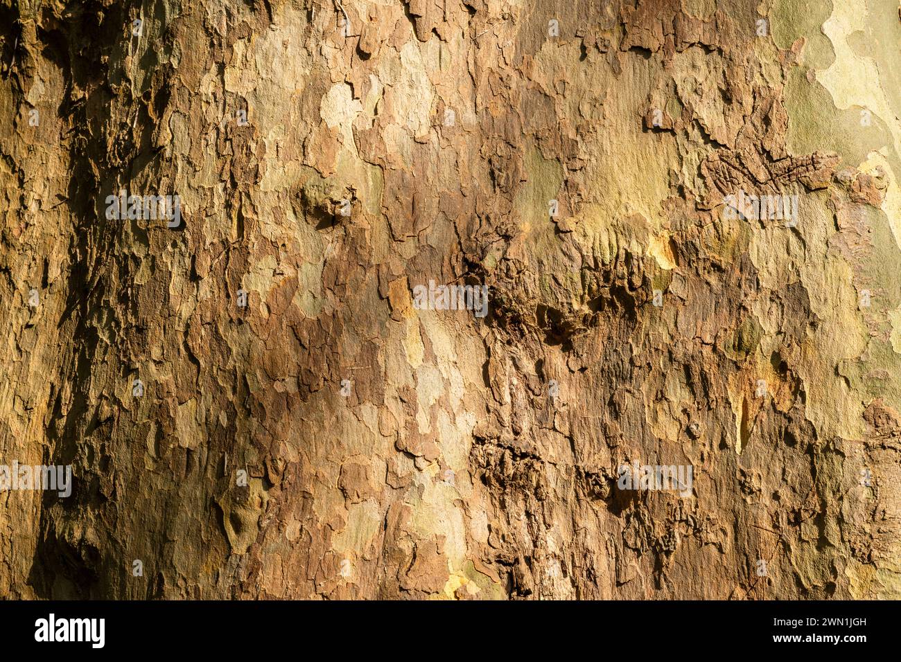 Écorce d'un énorme platane londonien (Platanus x hispanica), censé avoir plus de 300 ans, en hiver à Bluebell Woods, Peterborough Banque D'Images
