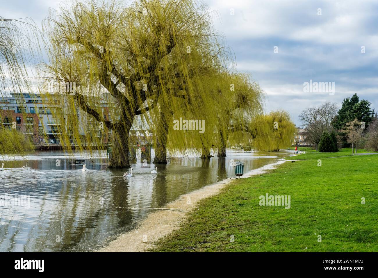 La rivière Nene en crue dans le centre de Peterborough, février 2024. Le matériau brun le long du bord de l'eau ressemble à un dépôt d'écume d'origine inconnue Banque D'Images