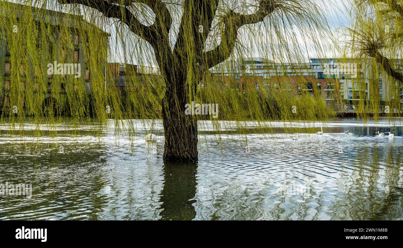 La rivière Nene en crue dans le centre de Peterborough, Cambridgeshire, février 2024. Le niveau des inondations en 2024 semble être plus élevé que les années précédentes. Banque D'Images