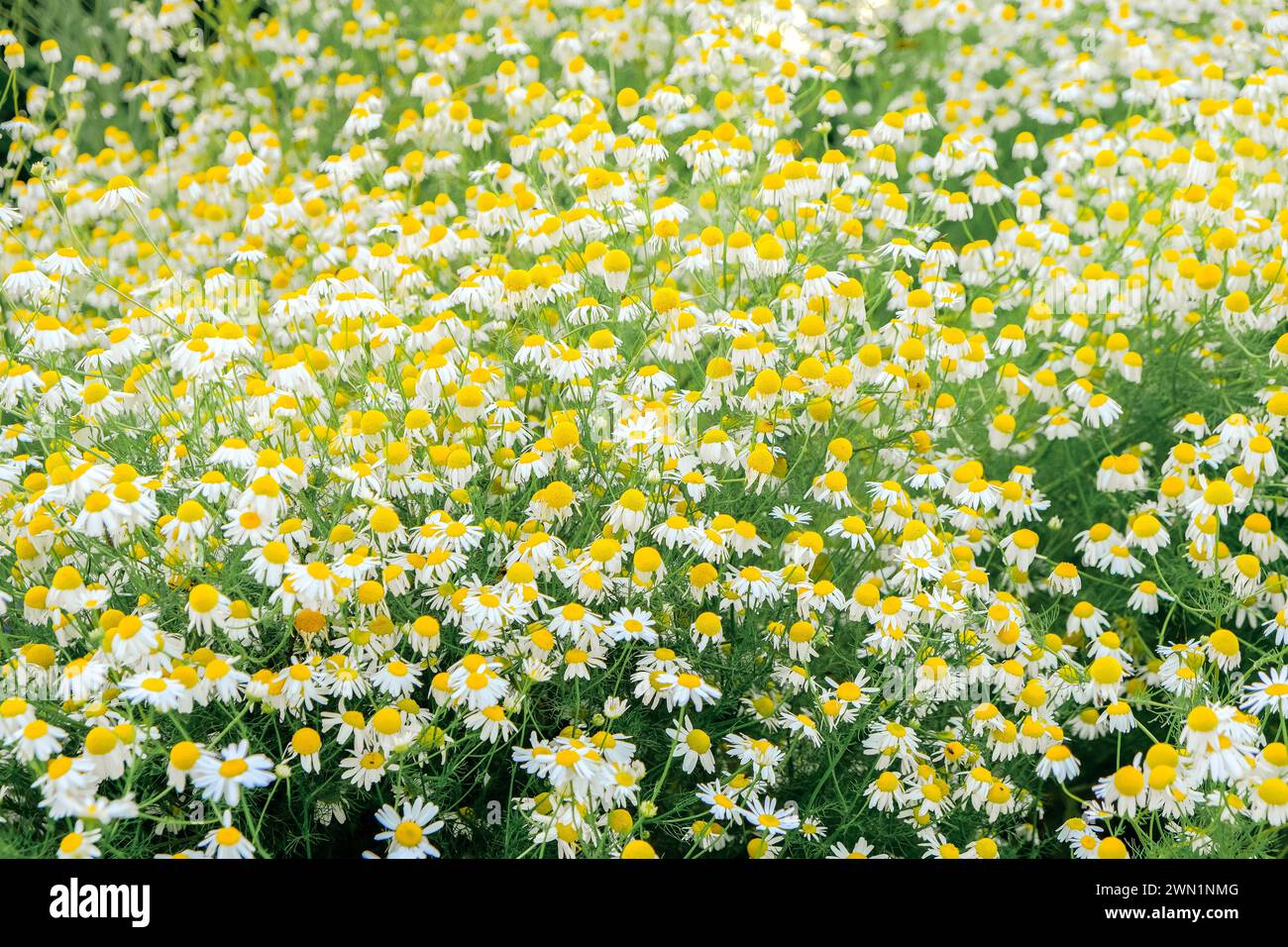 Marguerites blanches dans le jardin. Herbes et fleurs utiles.fleurs de camomille. Parterre de fleurs sauvages dans un style naturel. Les parterres de fleurs Piet Oudolf Banque D'Images