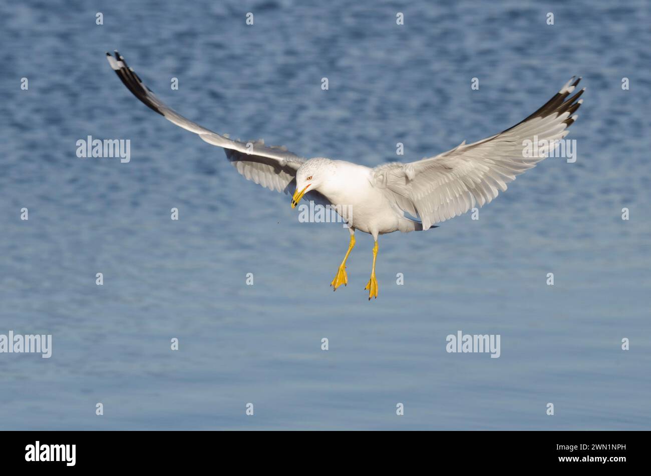 Ring-billed Gull (Larus delawarensis, en vol Banque D'Images
