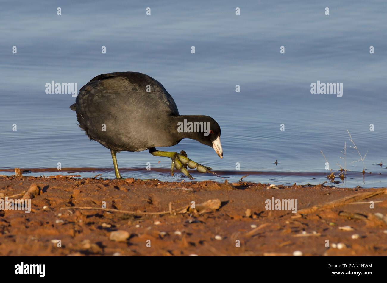 La Foulque d'Amérique Fulica americana, Banque D'Images