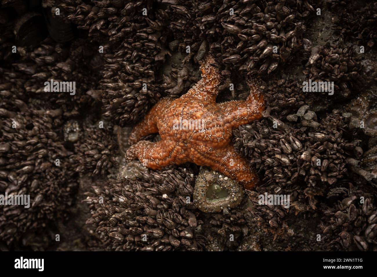 Orange Sea Star s'accroche aux moules et au rocher couvert d'anémone dans Tide Pool Banque D'Images