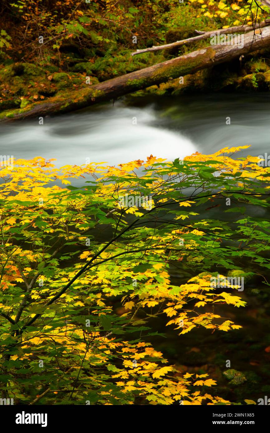 Upper McKenzie Wild and Scenic River, Willamette National Forest, McKenzie Pass-Santiam Pass National Scenic Byway, Oregon Banque D'Images