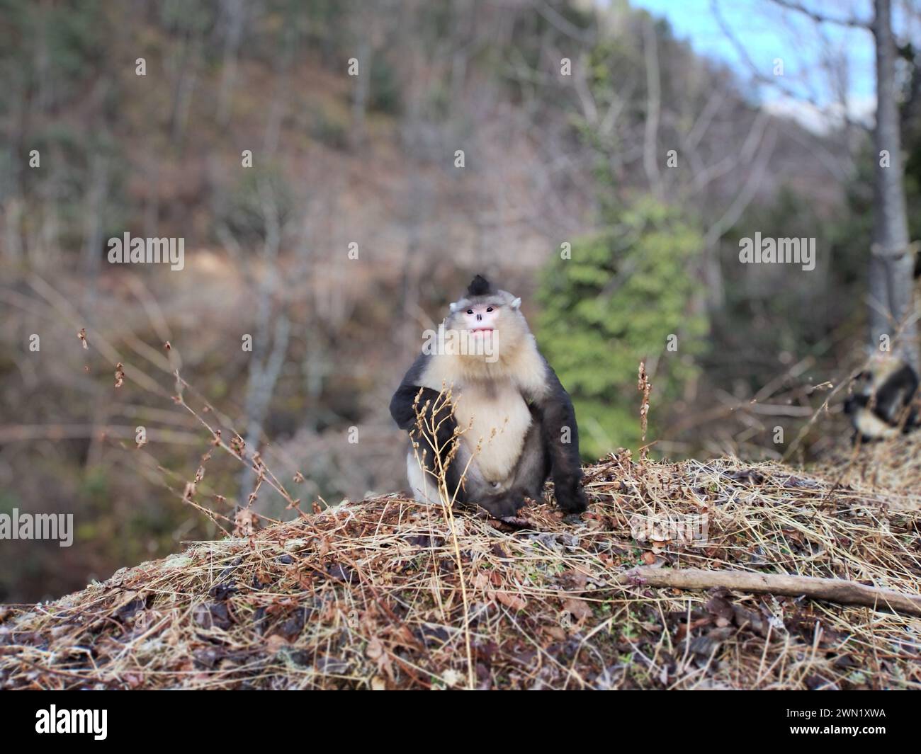 Pékin, Chine. 27 février 2024. Cette photo prise le 27 février 2024 montre un singe noir et blanc au nez griffonné dans la réserve naturelle nationale de Baima Snow Mountain dans la province du Yunnan, au sud-ouest de la Chine. Grâce aux efforts de protection, la population de singes noirs et blancs au nez grimpé dans la réserve naturelle a augmenté ces dernières années. Crédit : pu Chao/Xinhua/Alamy Live News Banque D'Images