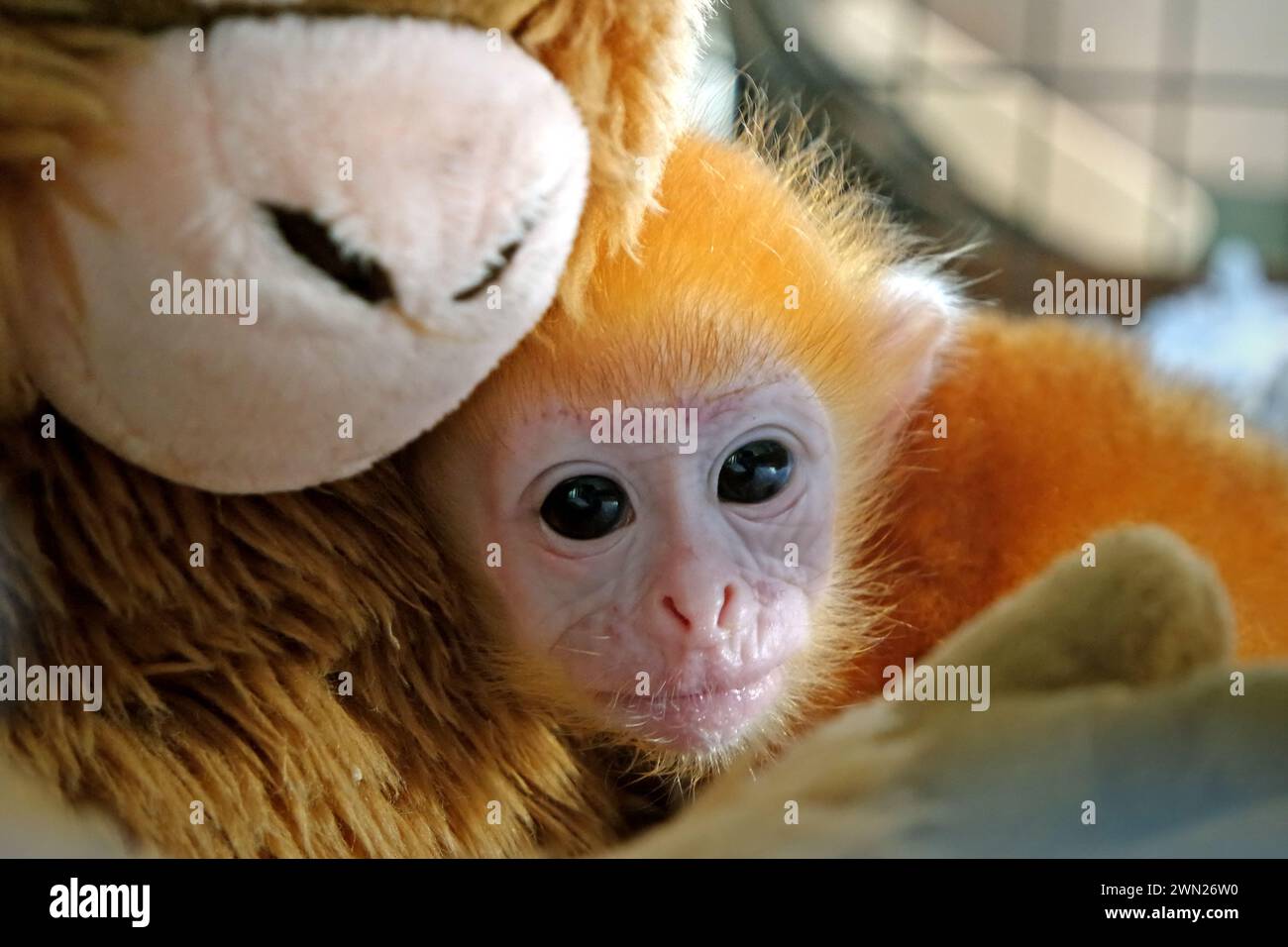 Un bébé lutung (langur de Javan oriental, Trachypithecus auratus) est photographié alors qu'il est appuyé contre une poupée primate qui a été placée dans sa cage pour réduire son niveau de stress pendant un traitement médical dans un établissement vétérinaire géré par le zoo de Bali à Gianyar, Bali, Indonésie. Banque D'Images