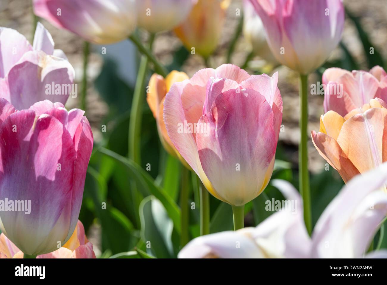 Tulipes printanières au jardin botanique d'Atlanta à Midtown Atlanta, Géorgie. (ÉTATS-UNIS) Banque D'Images
