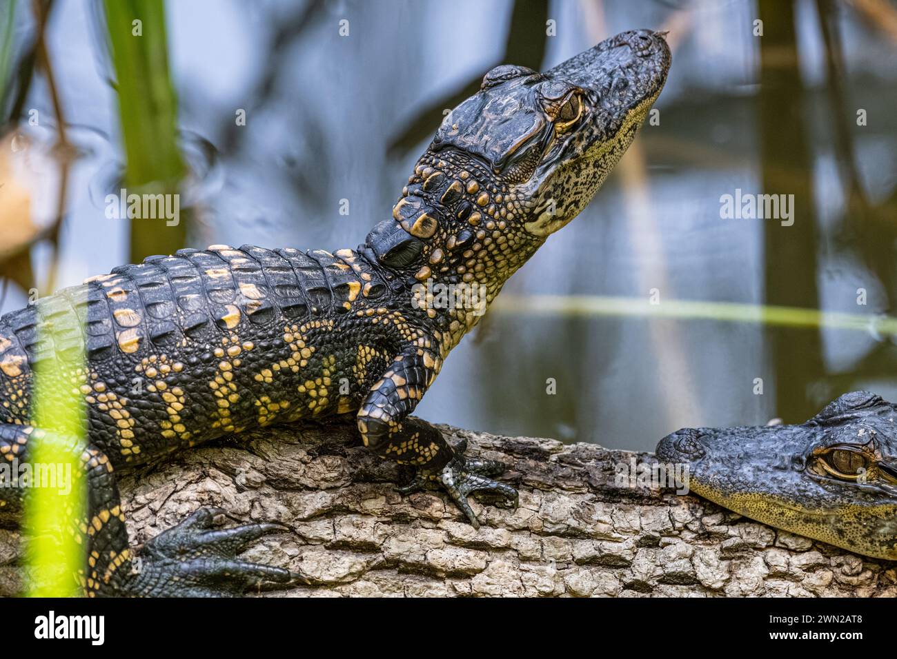 Bébé alligators le long de la Healthy West Orange Boardwalk à la réserve naturelle d'Oakland dans le centre de la Floride. (ÉTATS-UNIS) Banque D'Images