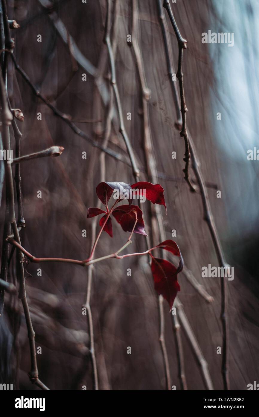 Murmures de la nature, échos de l'automne, les dernières feuilles rouges solitaires sur le grimpeur stérile qui résiste à l'hiver froid. Banque D'Images