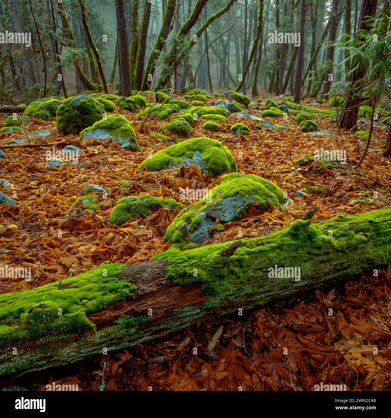 Les puits, Canyon Creek, Trinity Alps Wilderness, Shasta-Trinity National Forest, Californie Banque D'Images