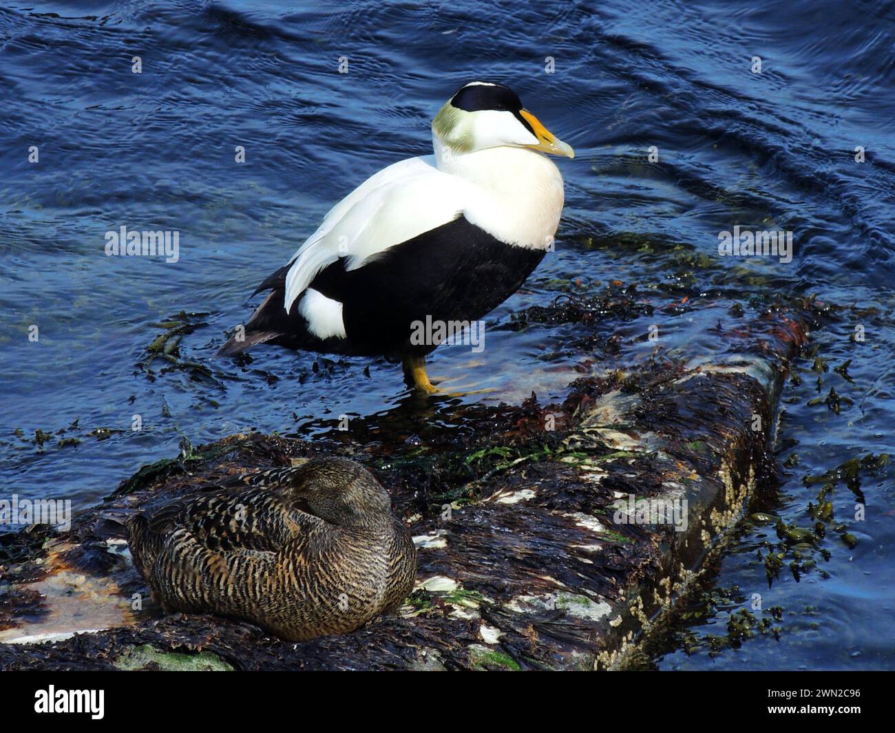 les canards eiders communs perchés sur un rocher dans l'eau dans les fjords orientaux de l'islande Banque D'Images