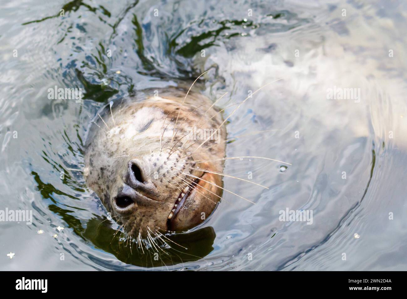 Phoque dans un zoo en suède *** Seehund in einem Zoo in Schweden Copyright : xWolfgangxSimlingerx Banque D'Images