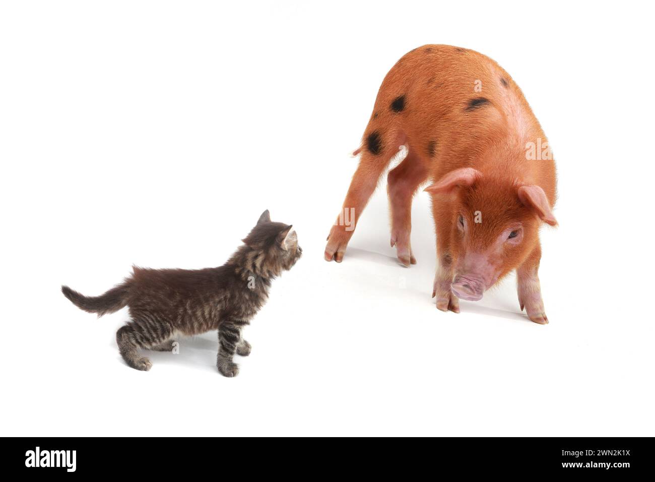 chat et cochon sur fond blanc Banque D'Images