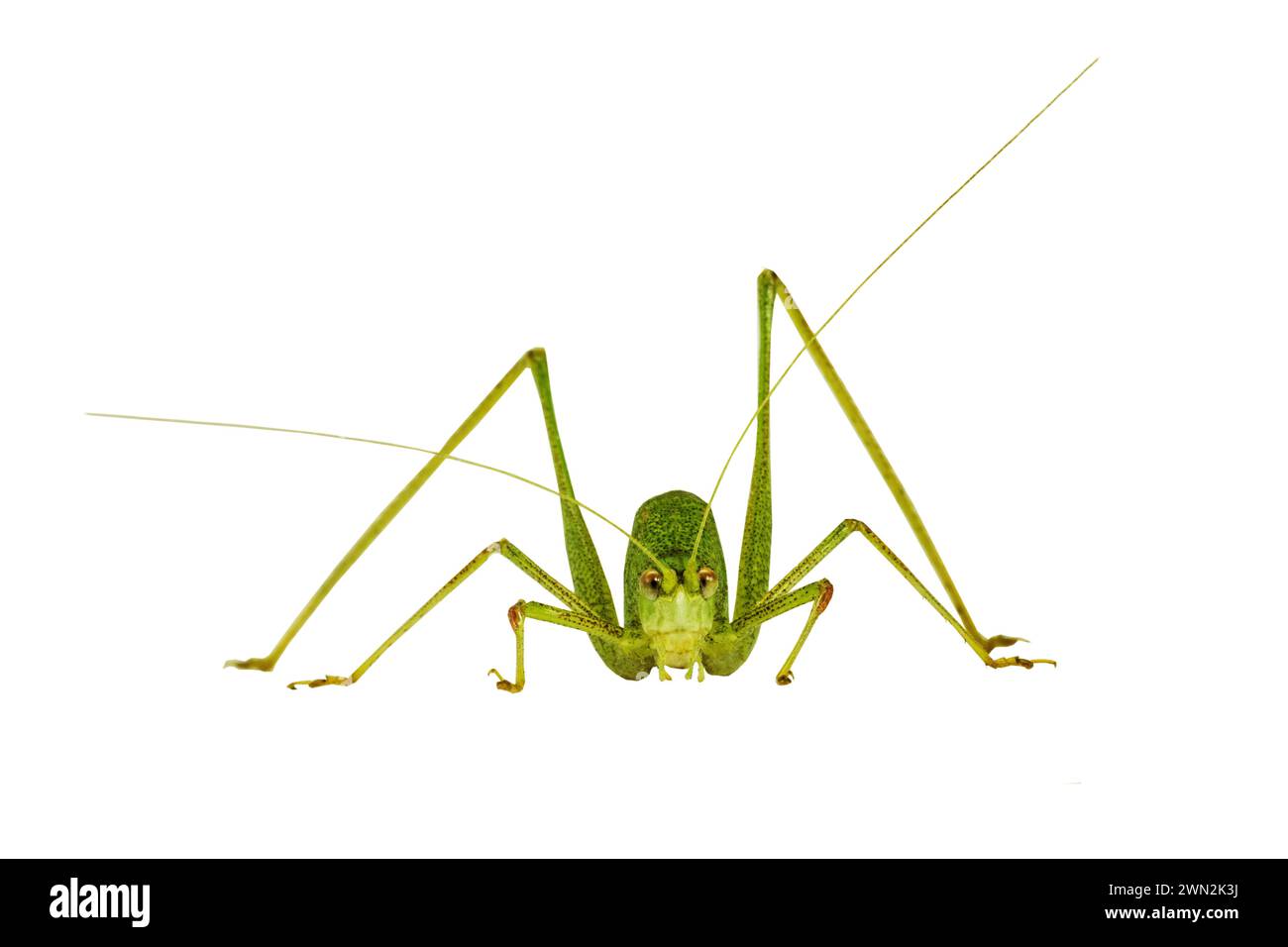 sauterelle isolée sur un fond blanc Banque D'Images
