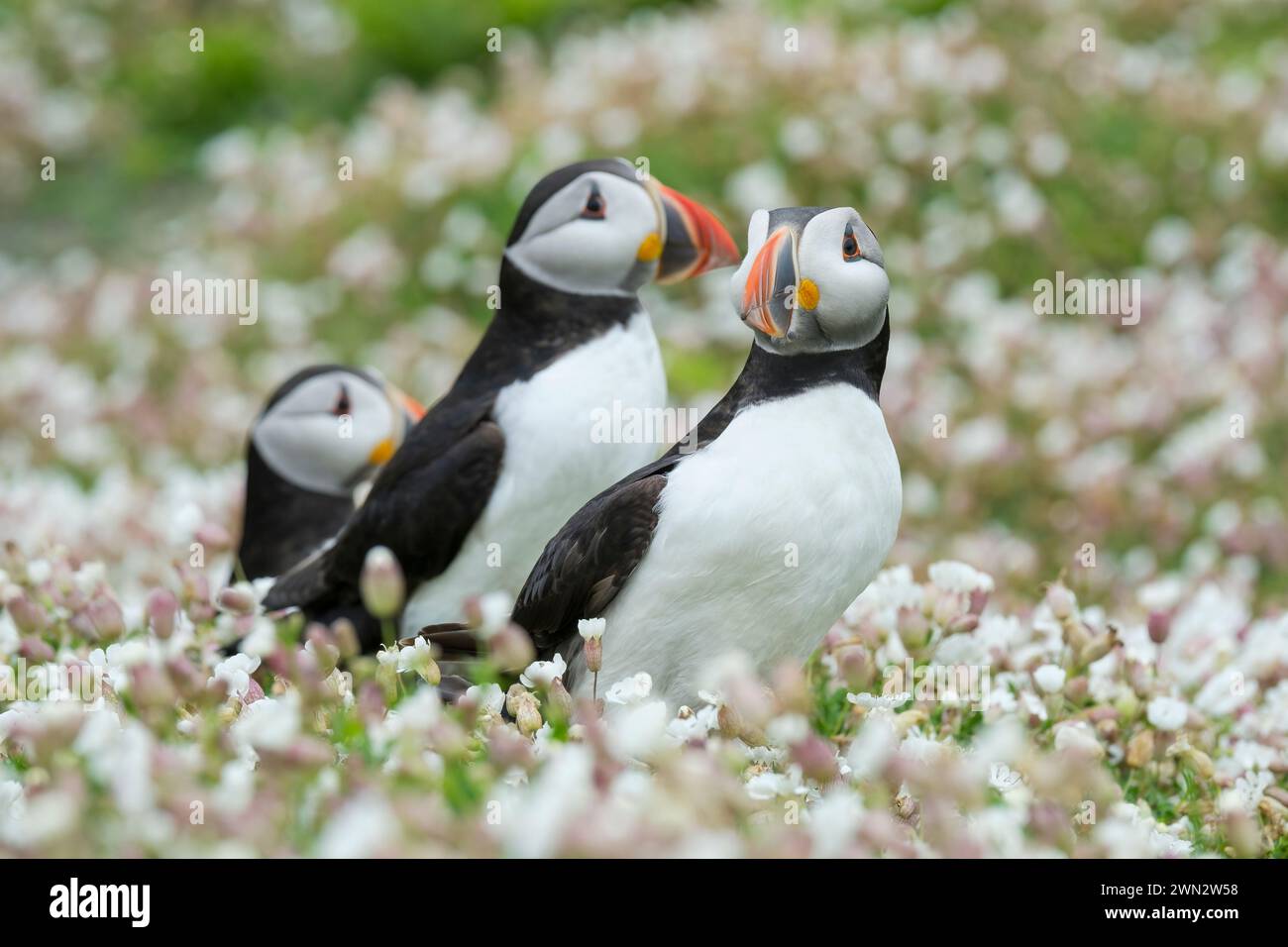 Macareux de l'Atlantique, Fratercula artica dans le plumage de reproduction chez campion de mer blanche, Silene uniflora Banque D'Images