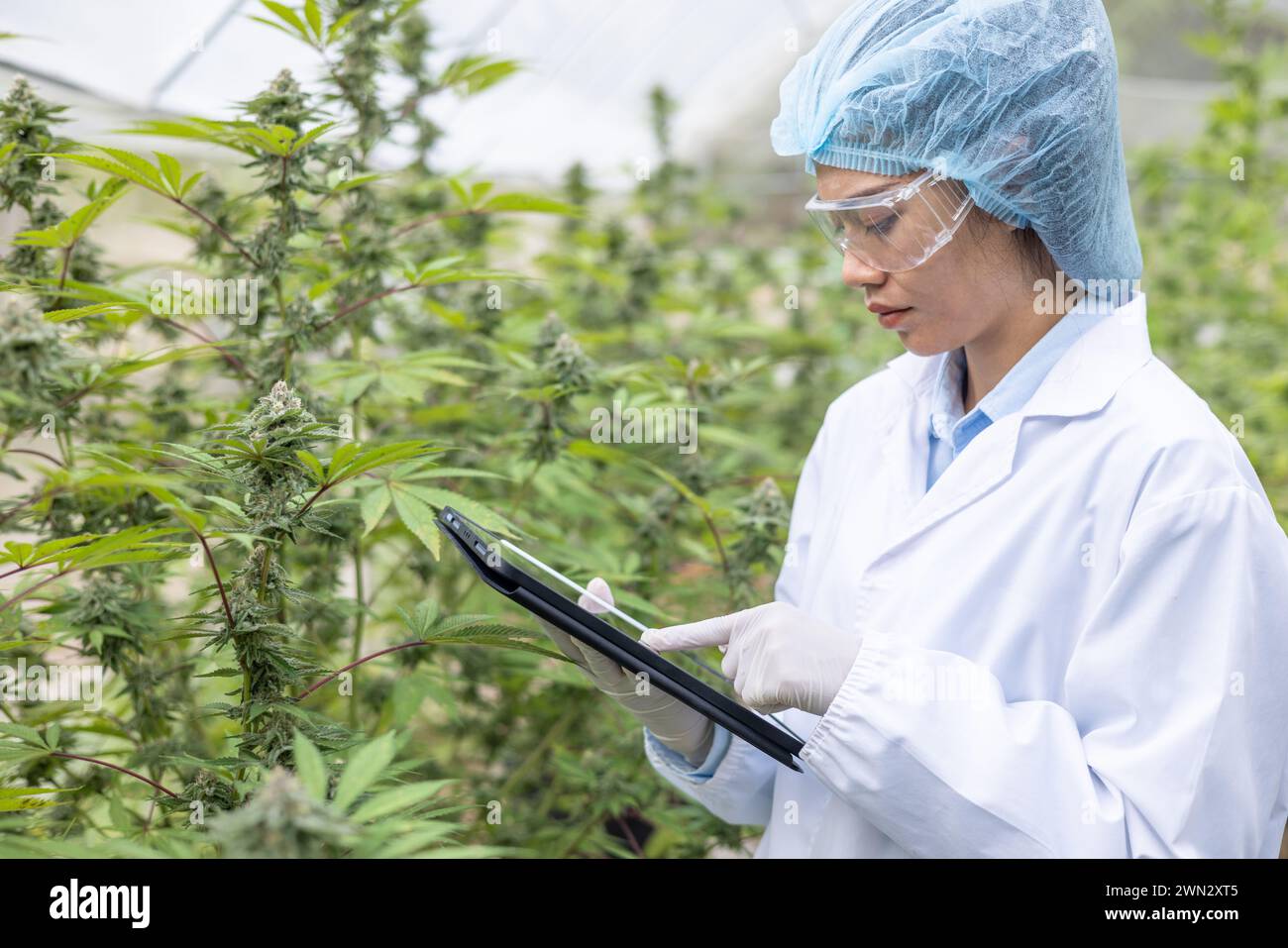 Un agriculteur mâle tient un comprimé pour l'inspection de la qualité du cannabis et la recherche sur la ferme Banque D'Images