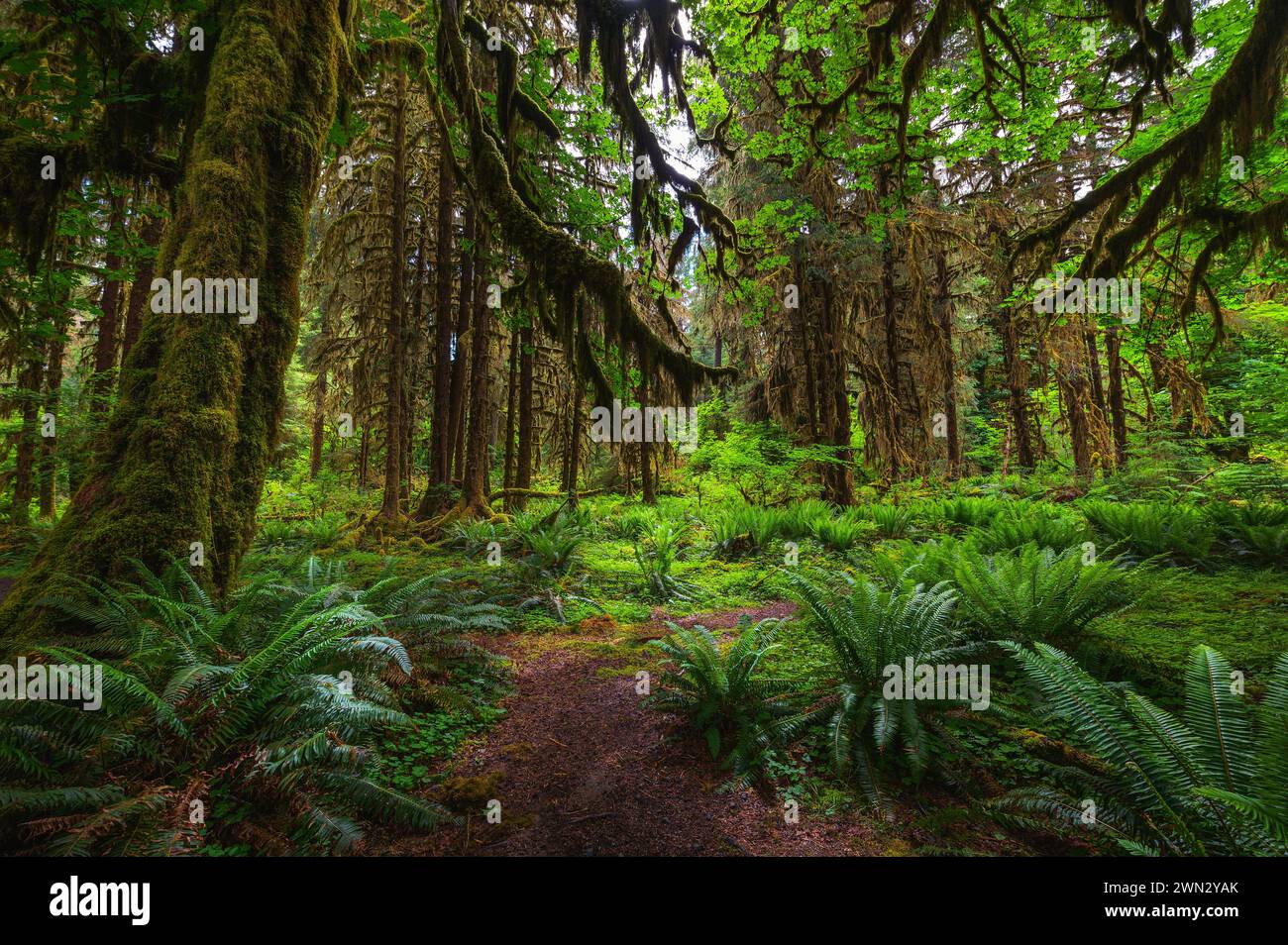 Des arbres couverts de mousse bordent un sentier dans la forêt tropicale de Hoh, dans le parc national olympique Banque D'Images