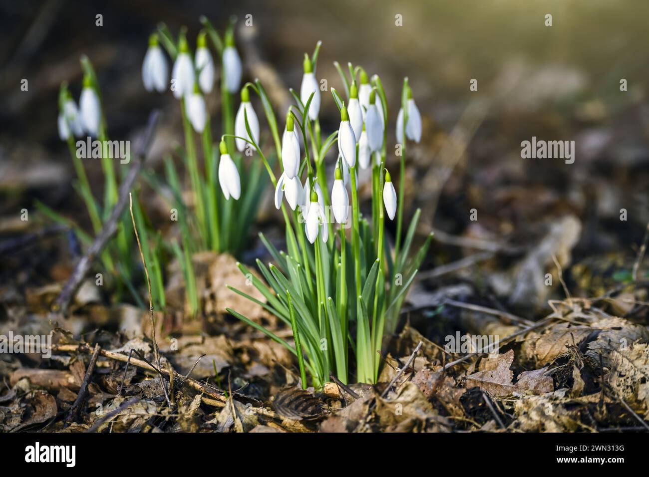 Avant-coureurs du printemps : Snowdrops (Galanthus) à Kirchwerder, Hambourg, Allemagne Banque D'Images
