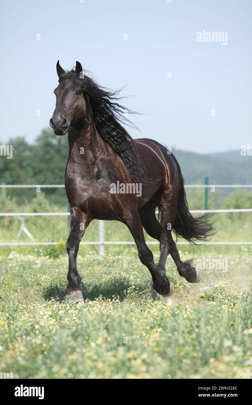 Étonnante jument frisonne qui court sur le pâturage en été Banque D'Images