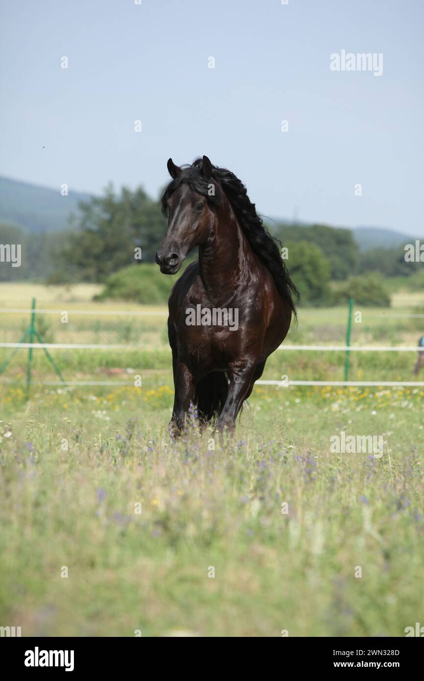 Étonnante jument frisonne qui court sur le pâturage en été Banque D'Images