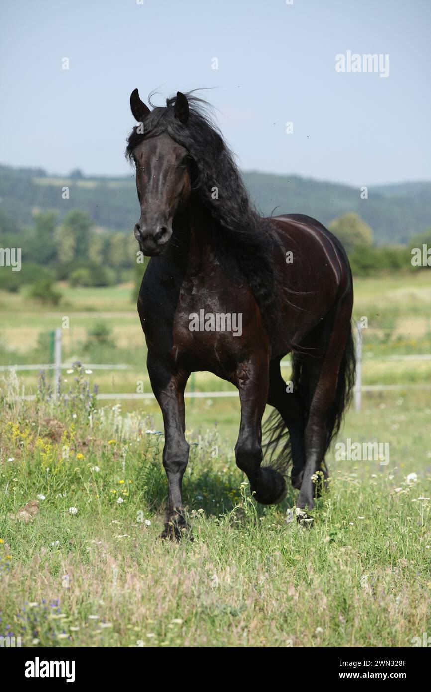 Étonnante jument frisonne qui court sur le pâturage en été Banque D'Images