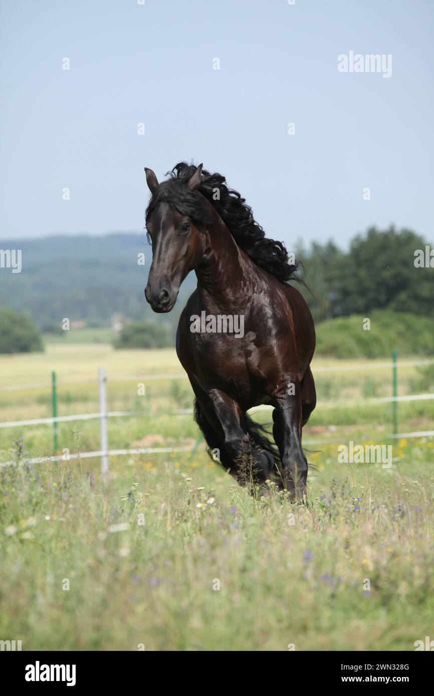 Étonnante jument frisonne qui court sur le pâturage en été Banque D'Images