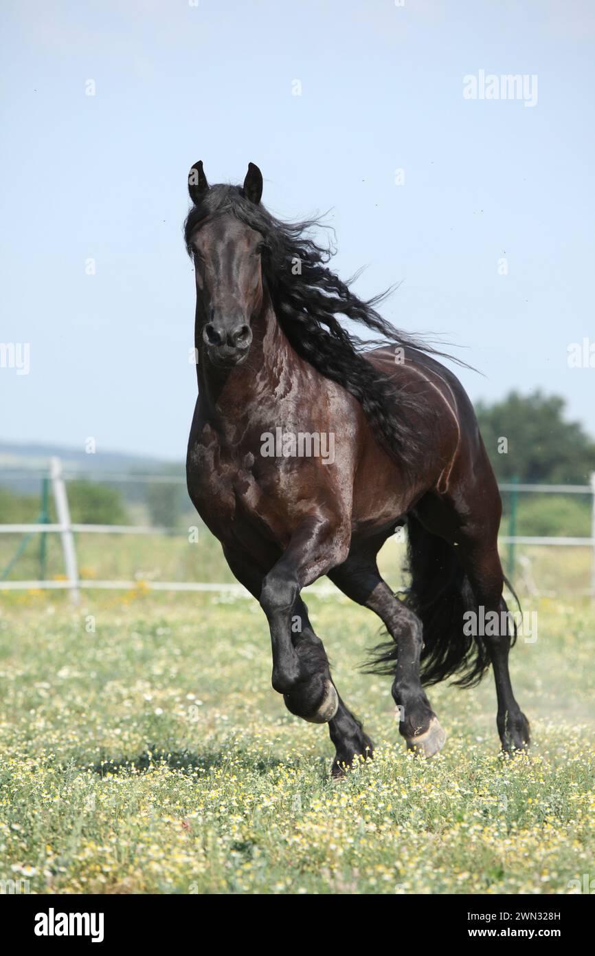 Étonnante jument frisonne qui court sur le pâturage en été Banque D'Images