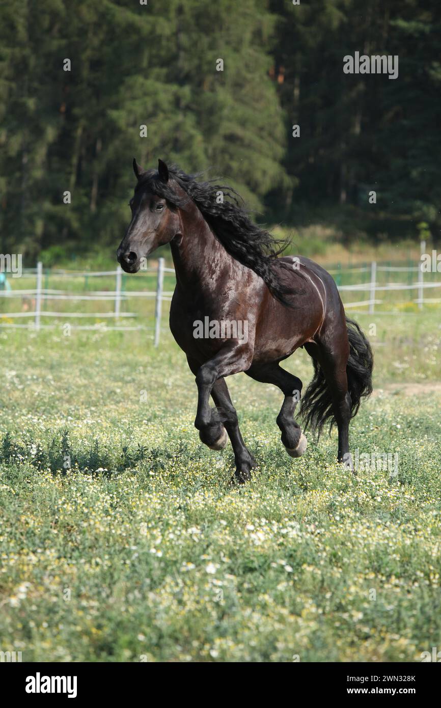 Étonnante jument frisonne qui court sur le pâturage en été Banque D'Images