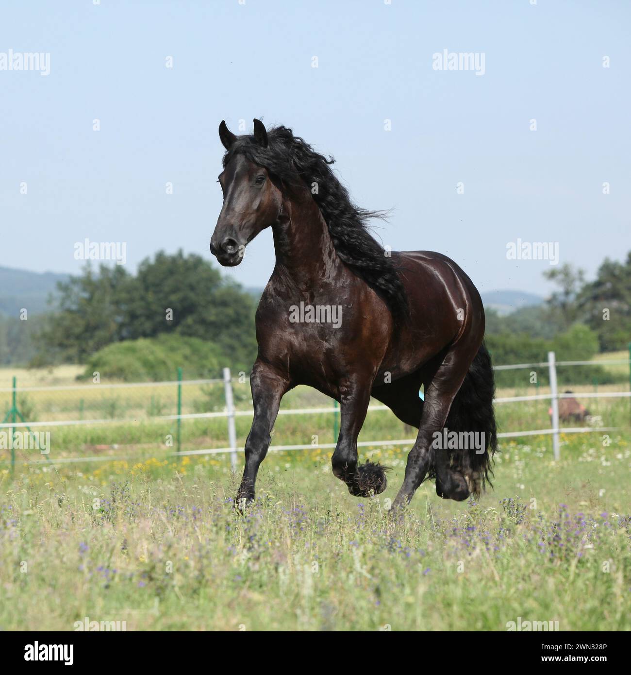 Étonnante jument frisonne qui court sur le pâturage en été Banque D'Images