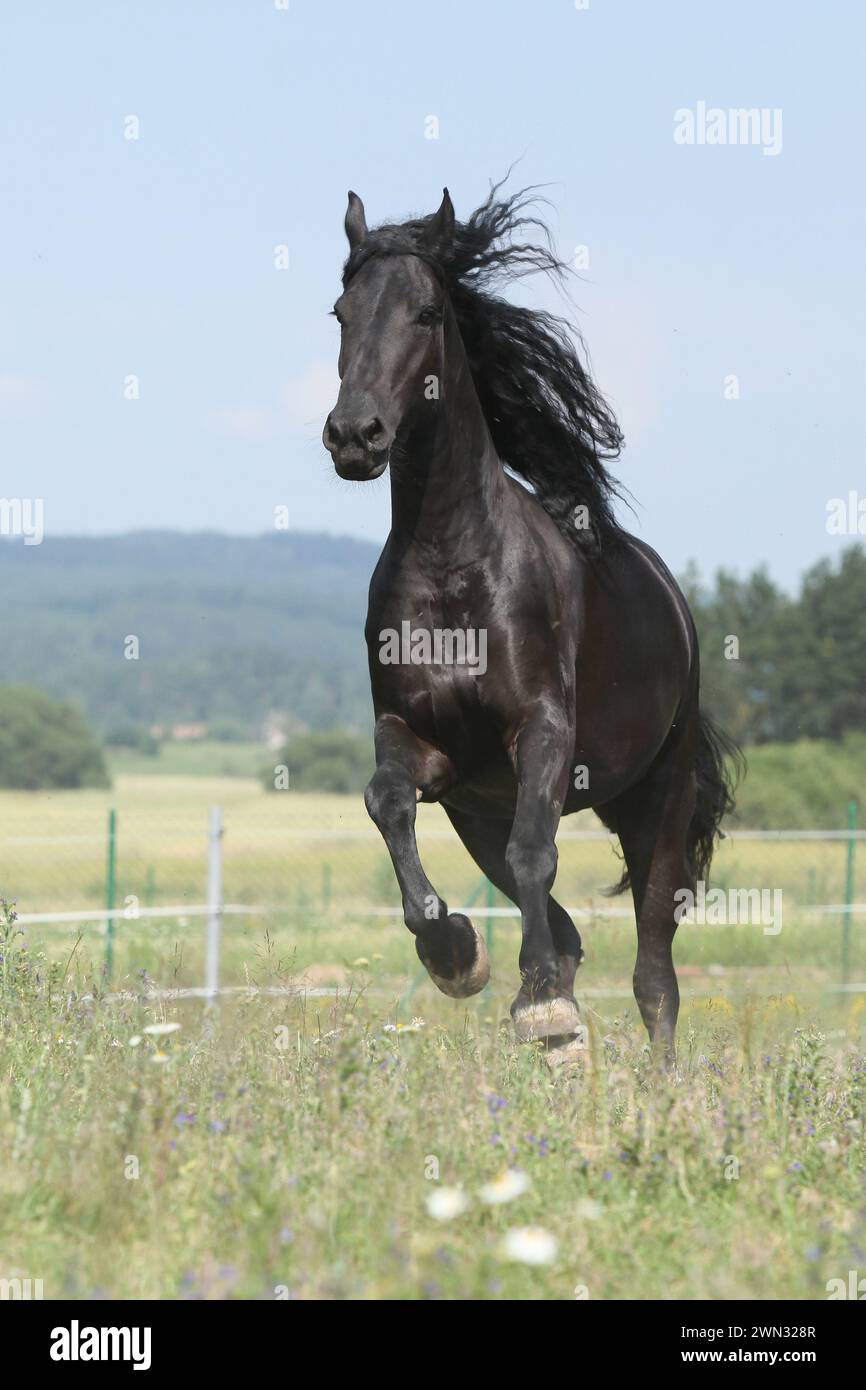 Étonnante jument frisonne qui court sur le pâturage en été Banque D'Images