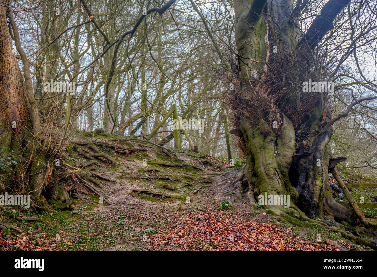 Vue sur le bois avec un chemin de marches et de couleurs sombres Banque D'Images