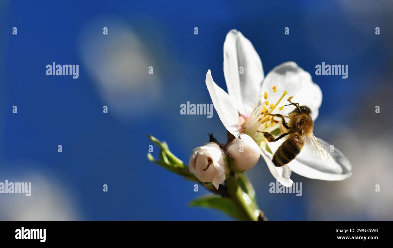Arrière-plan de printemps. Un bel arbre en fleurs au printemps avec une abeille. Les symboles du printemps. Concept pour la nature et les animaux. Banque D'Images