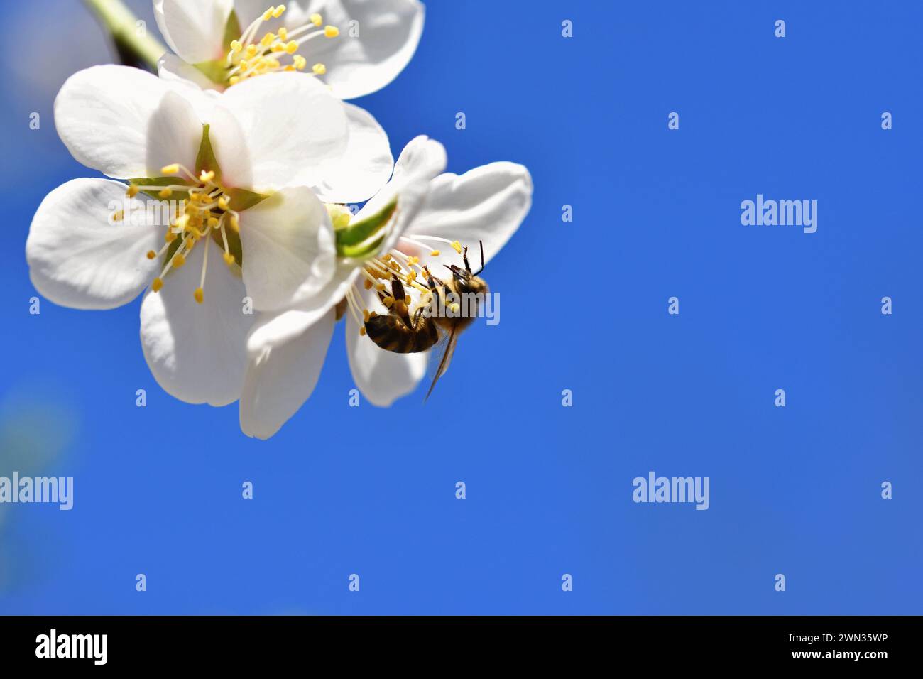 Arrière-plan de printemps. Un bel arbre en fleurs au printemps avec une abeille. Les symboles du printemps. Concept pour la nature et les animaux. Banque D'Images