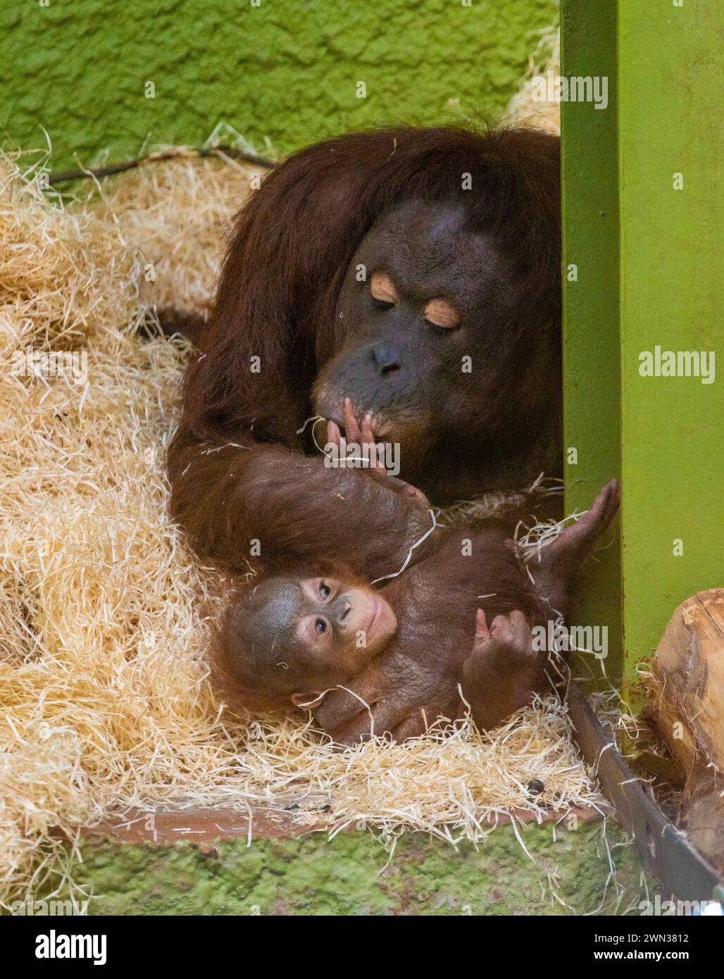 Blackpool, Lancashire, Royaume-Uni. 28 février 2023. L'orang-outan de Bornean Jingga embrasse le pied de son fils Jarang au zoo de Blackpool. Il est le premier à y être né en 20 ans. Maintenant âgé de 8 mois, bébé et mère progressent bien. Crédit : John Eveson/Alamy Live News Banque D'Images