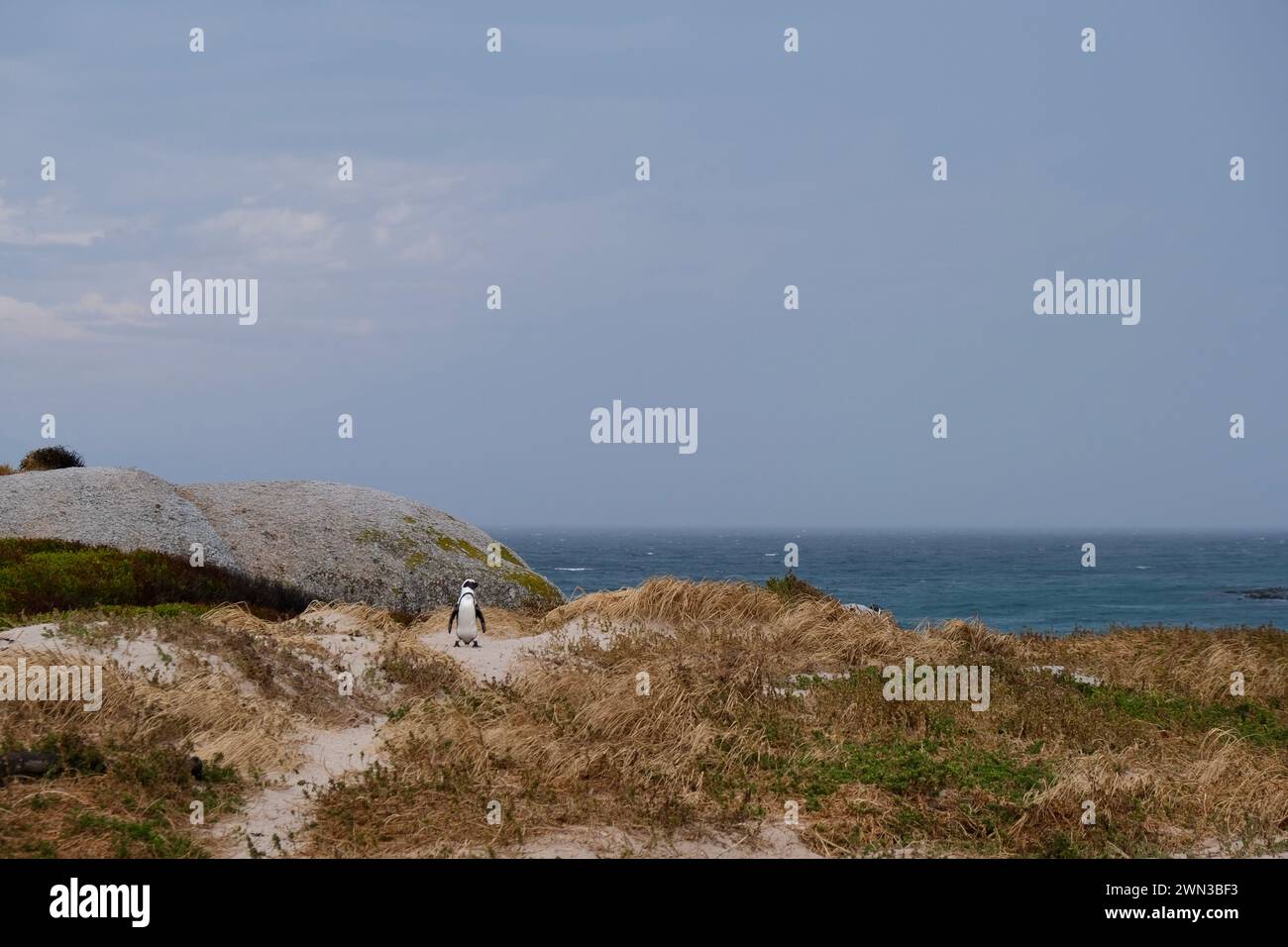 Un pingouin à Boulders Beach debout dans le sable à côté de l'herbe avec la mer en arrière-plan Banque D'Images