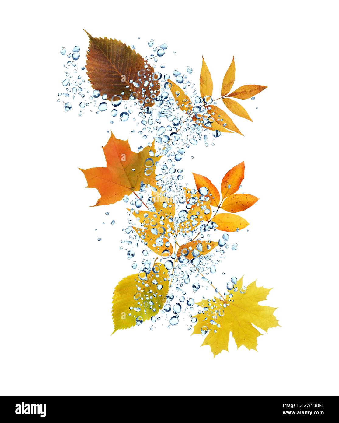 Concept d'automne. Ensemble de belles diverses feuilles d'automne sous la pluie Banque D'Images