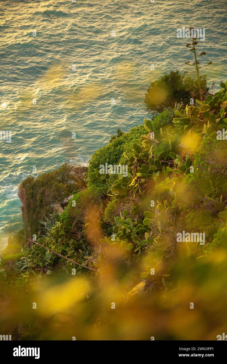 La falaise de mer de coucher de soleil avec cactus et couleur dorée se déversant sur la mer bleue, Cinque Terre, Italie Banque D'Images
