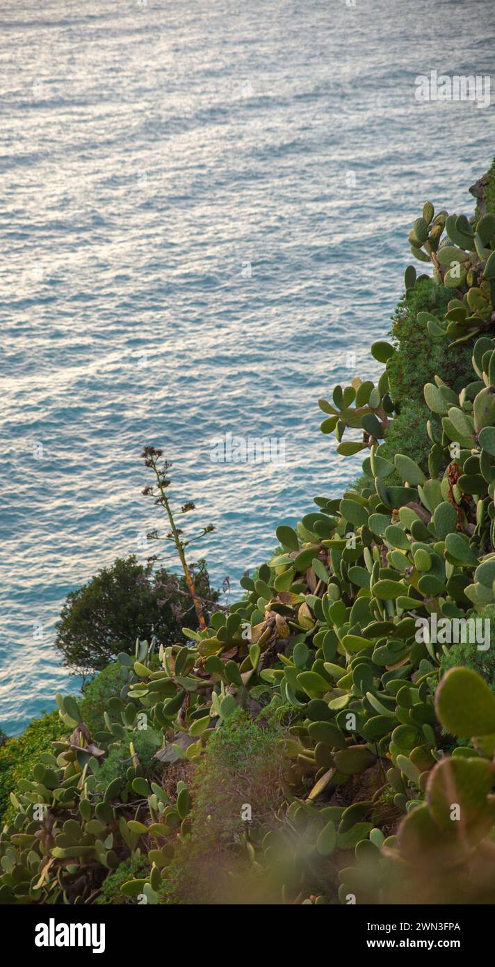Falaise de mer avec cactus et mer bleue, Cinque Terre, Italie Banque D'Images
