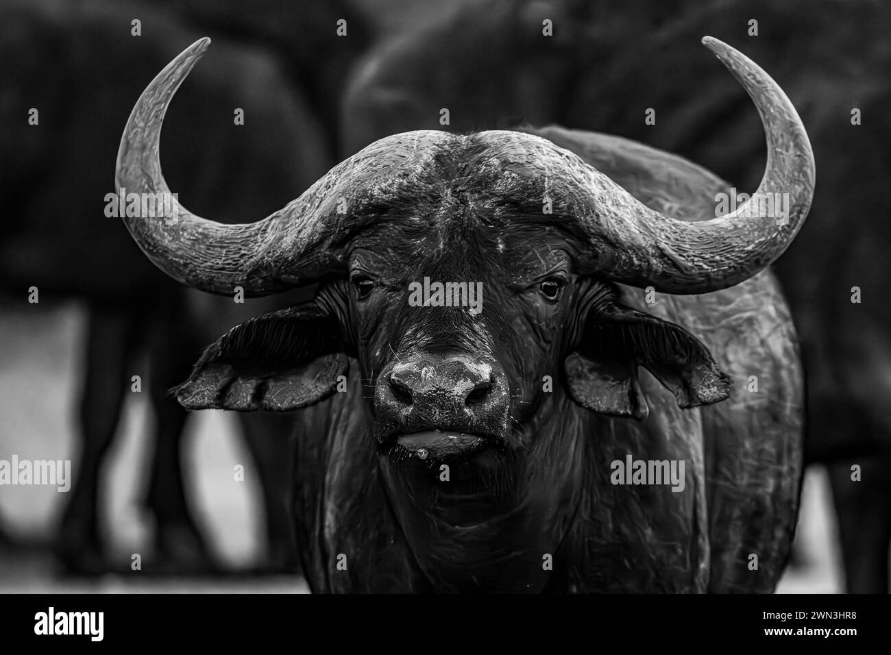 Buffle africain (Syncerus caffer), réserve de gibier de Madikwe, Province du Nord-Ouest, Afrique du Sud, RSA Banque D'Images