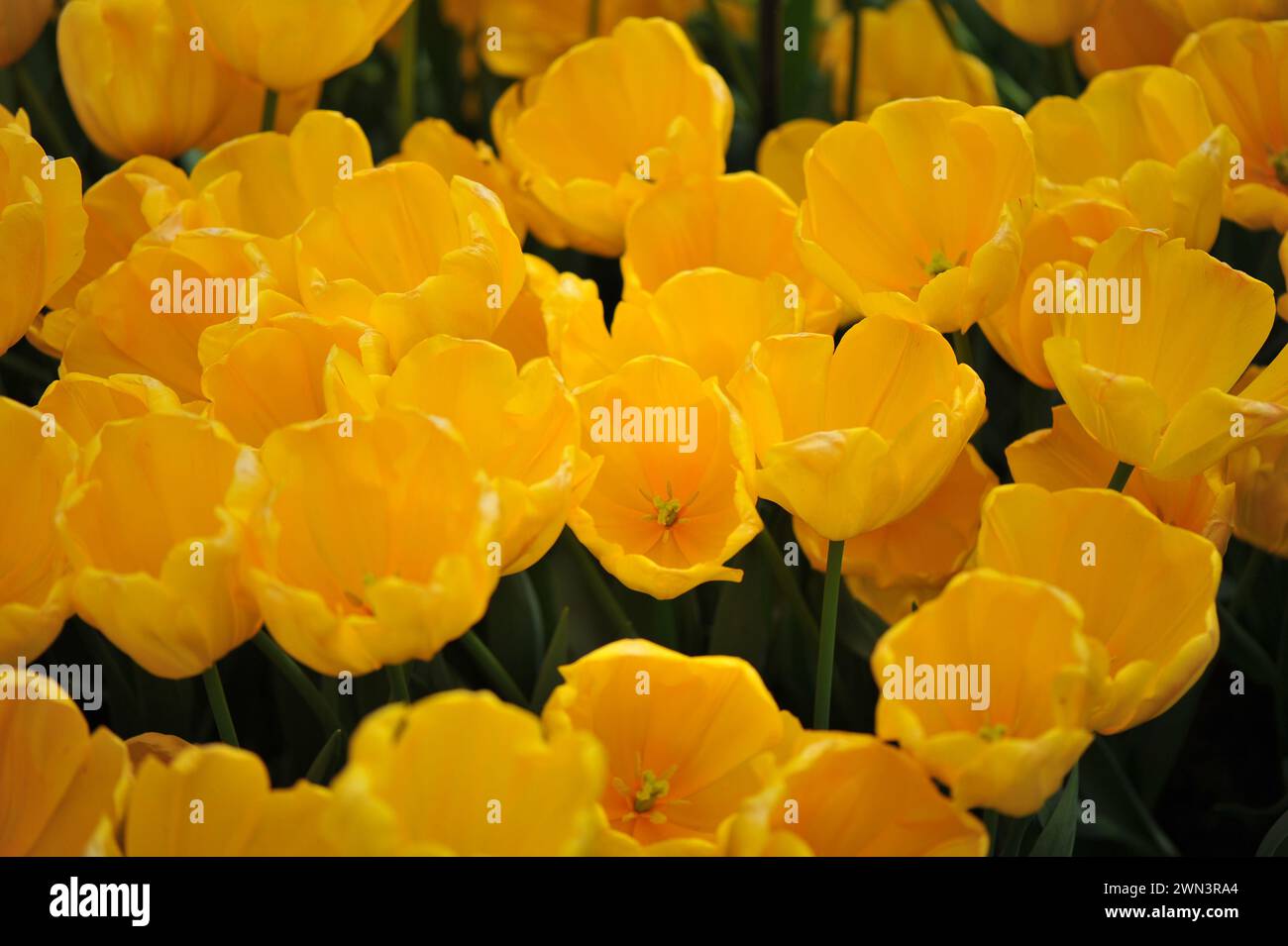 Tulipes jaunes Triomphe (Tulipa) El Dorado fleurissent dans un jardin en avril Banque D'Images