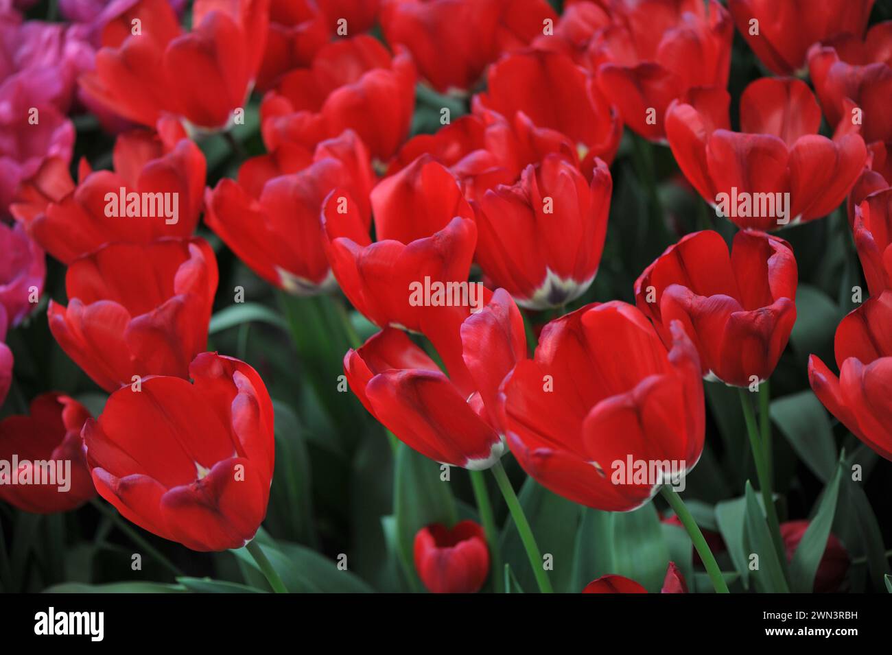 Red Triumph Tulips (Tulipa) Escape Room fleurissent dans un jardin en avril Banque D'Images