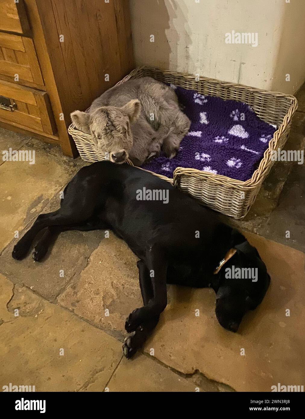 26/02/21 Collect photo - meilleure qualité disponible. Algernon laisse Pénélope dormir dans son lit. Il y a une semaine, Penelope est née dans un lac gelé et a affronté Banque D'Images