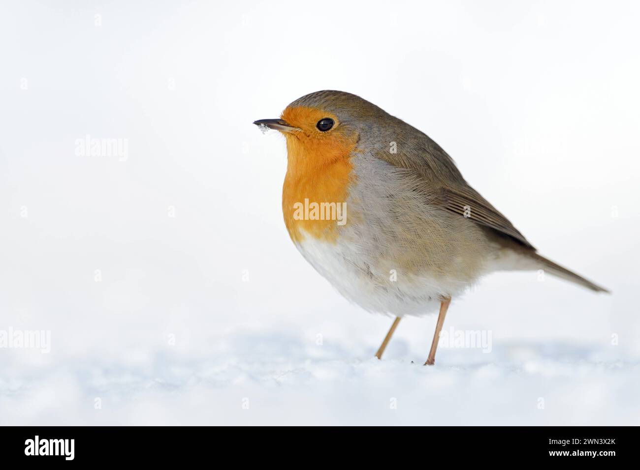 Rotkehlchen Erithacus rubecula , bekannter heimischer Singvogel im Winter im Schnee, bleibt das ganze Jahr über BEI uns, ist Standvogel, singt bereits im zeitigen Frühjahr, erfreut mit leuchtend oranger Brust und dunklen Kulleraugen, heimische Vogelw Beautiful Robin RedBreast Erithacus rubecula assis dans la neige sur le sol, plumage mou, froid, hiver, faune, Europe. Nordrhein-Westfalen Deutschland, Westeuropa Banque D'Images