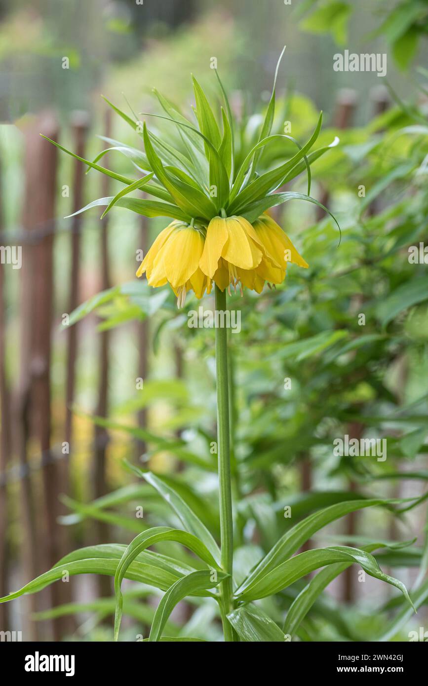 Kaiserkrone (Fritillaria imperialis 'lutea') Banque D'Images