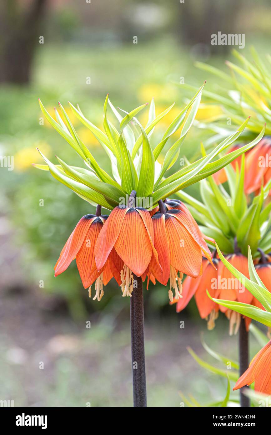 Kaiserkrone (Fritillaria imperialis 'Aurora') Banque D'Images