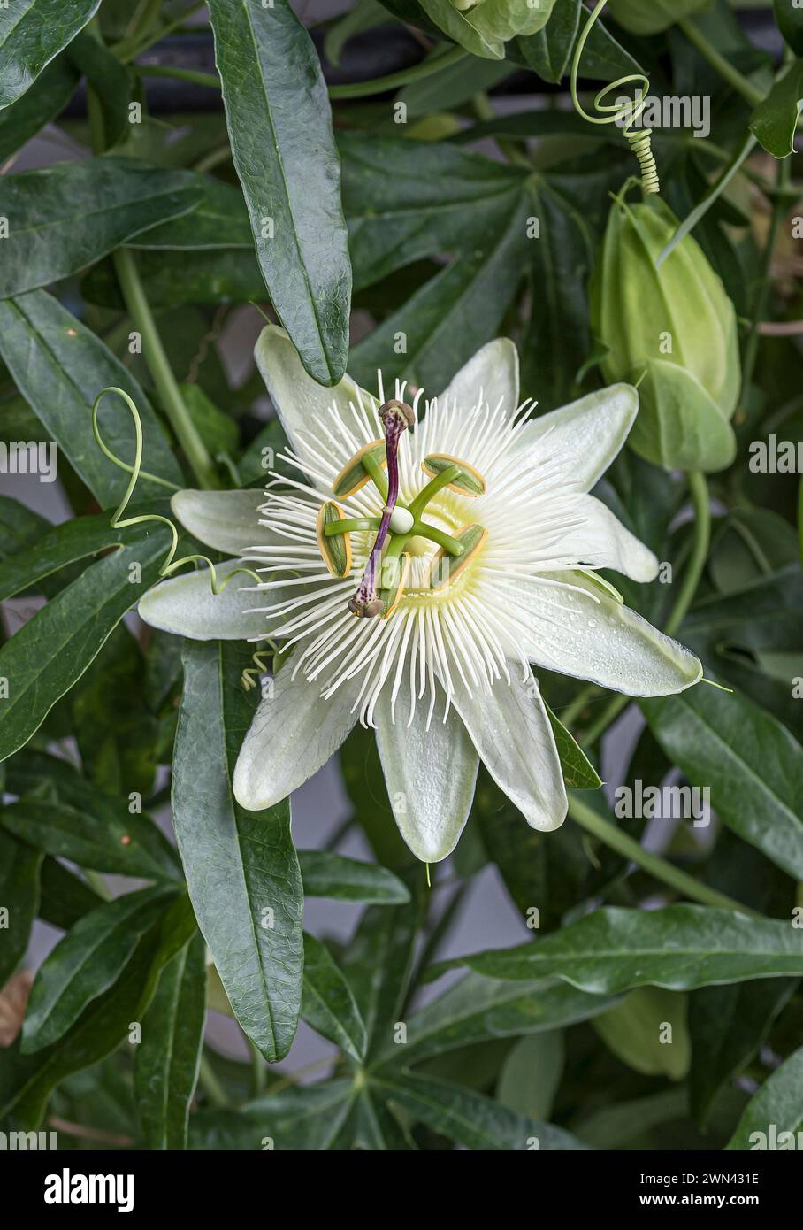 Passionsblume (Passiflora caerulea 'Constance Elliott') Banque D'Images