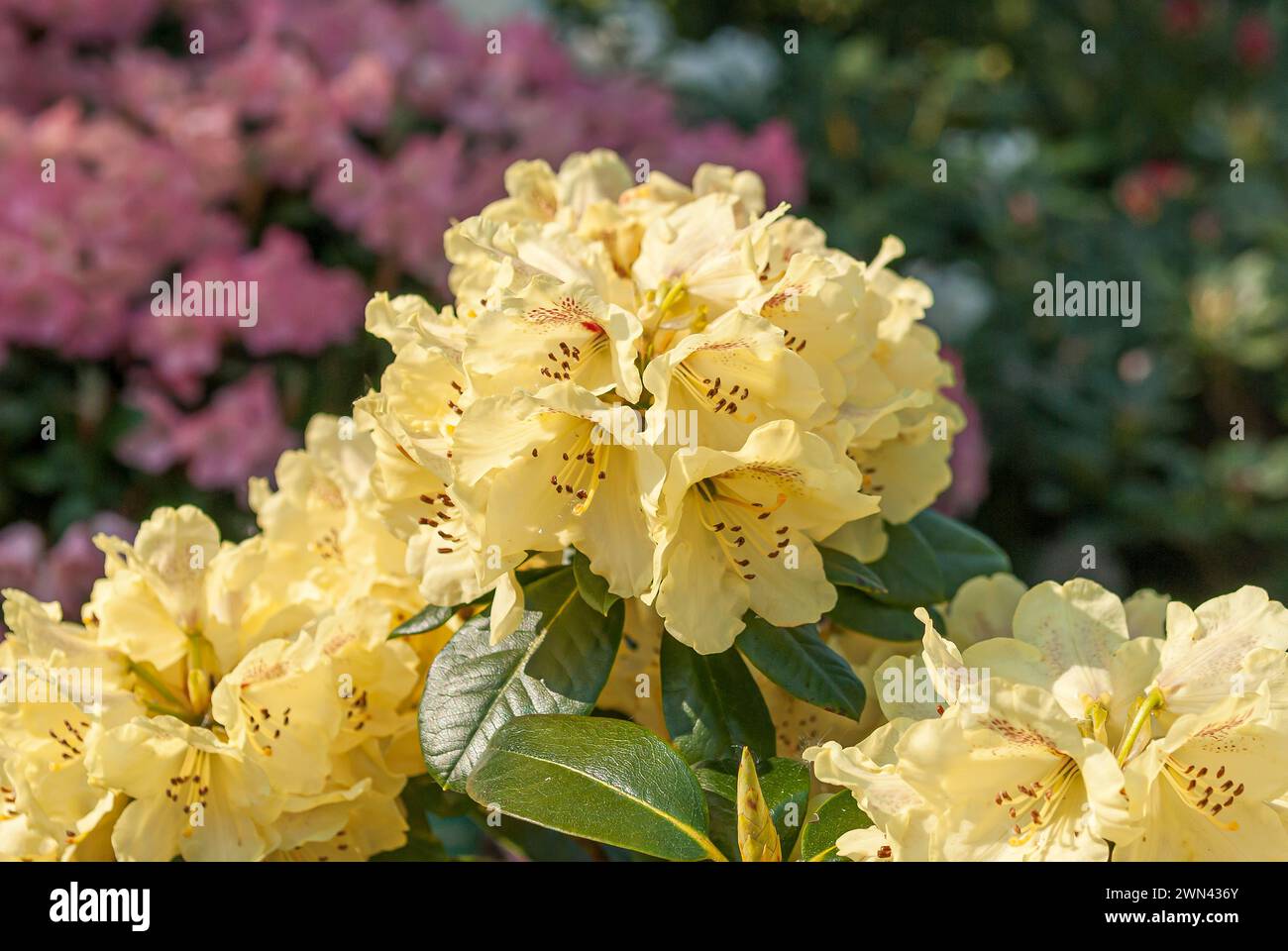 Yakushima-Rhododendron (Rhododendron 'Goldprinz') Banque D'Images