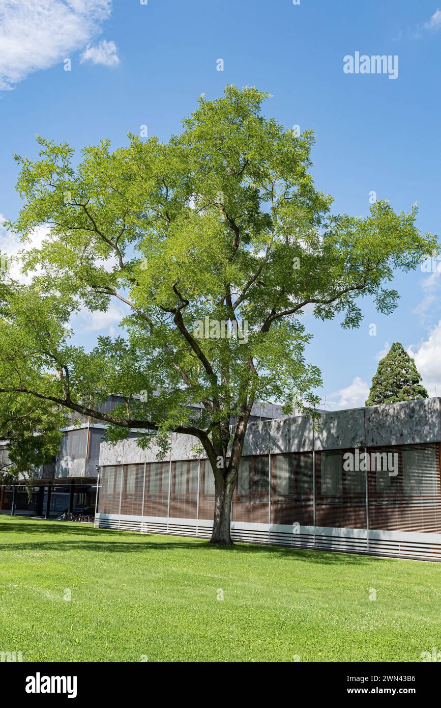 Bundesverfassungsgericht, Schnurbaum (Sophora japonica) Banque D'Images