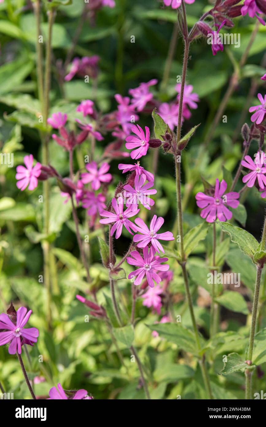 Lichtnelke par cœur (Silene dioica) Banque D'Images